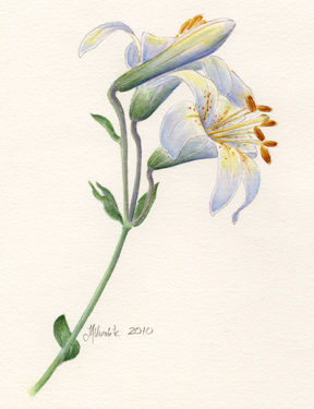 Lilium washingtonianum watercolor by Vorobik